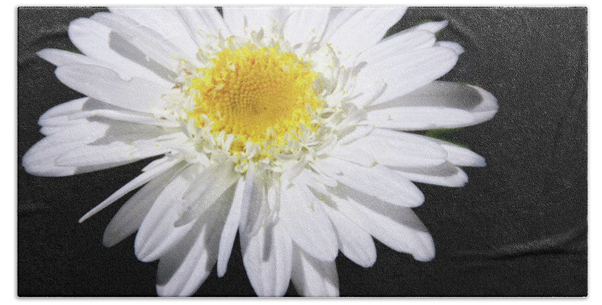 Nature Beach Towel featuring the photograph Frilly Daisy by Peg Runyan