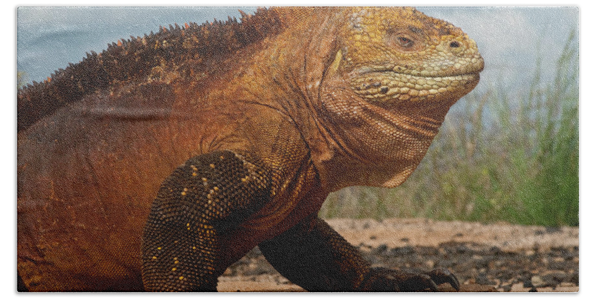 Mp Beach Towel featuring the photograph Galapagos Land Iguana by Pete Oxford