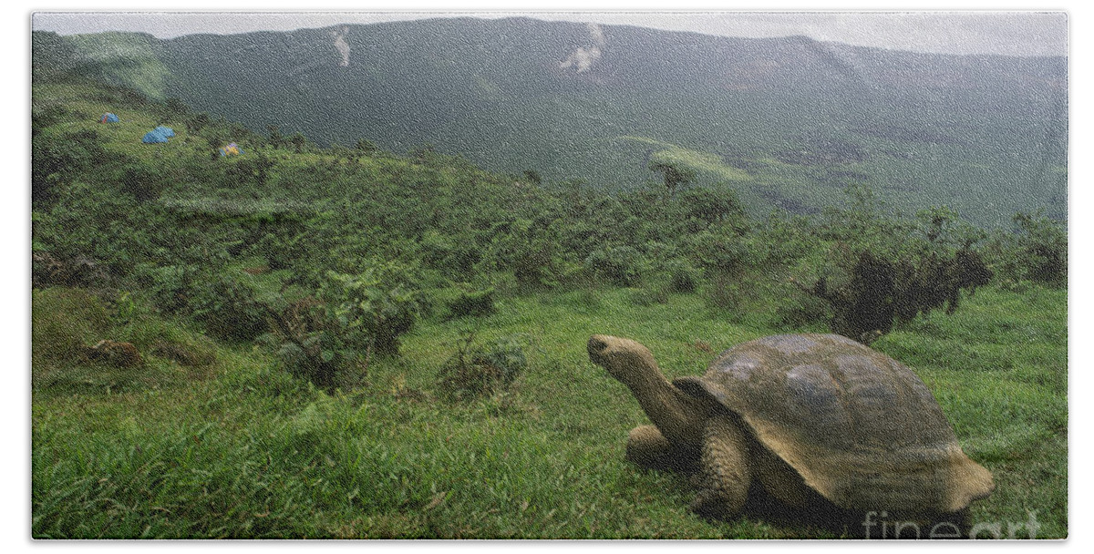 Reptile Beach Towel featuring the photograph Galapagos Tortoise - Alcedo Crater Galapagos by Craig Lovell