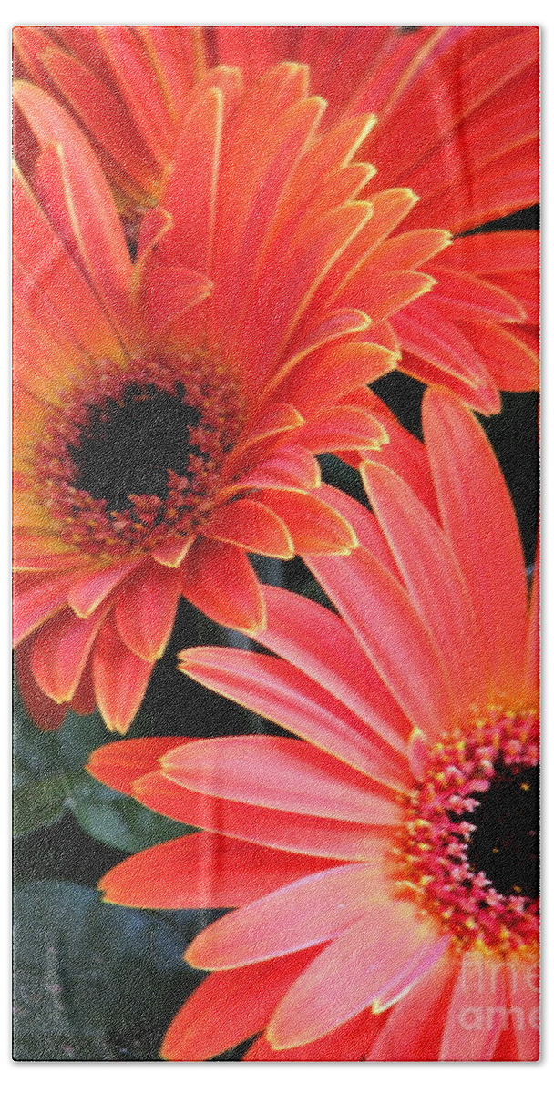 Gerbera Daisies Beach Towel featuring the photograph Gerbera Bliss by Rory Siegel