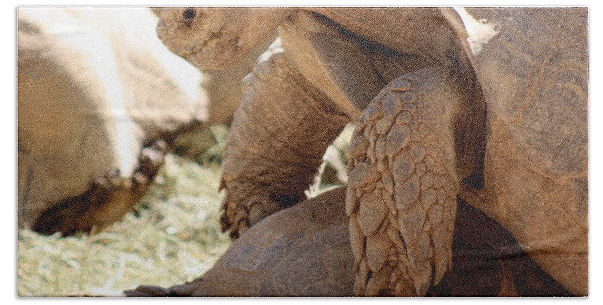 Tortoise Beach Towel featuring the photograph Get a room by Kim Galluzzo