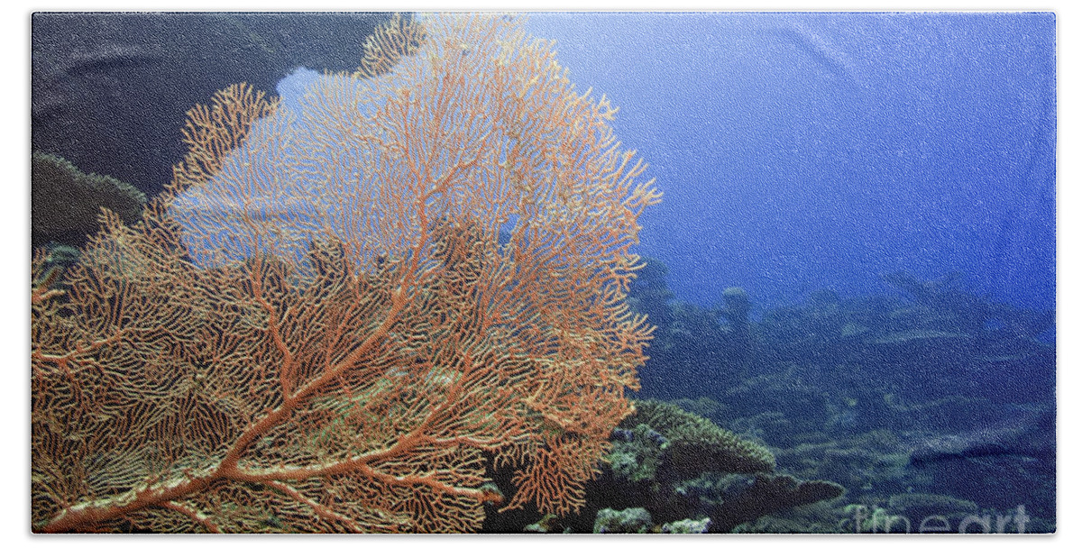Landscape Beach Towel featuring the photograph Giant Gorgonian coral by MotHaiBaPhoto Prints