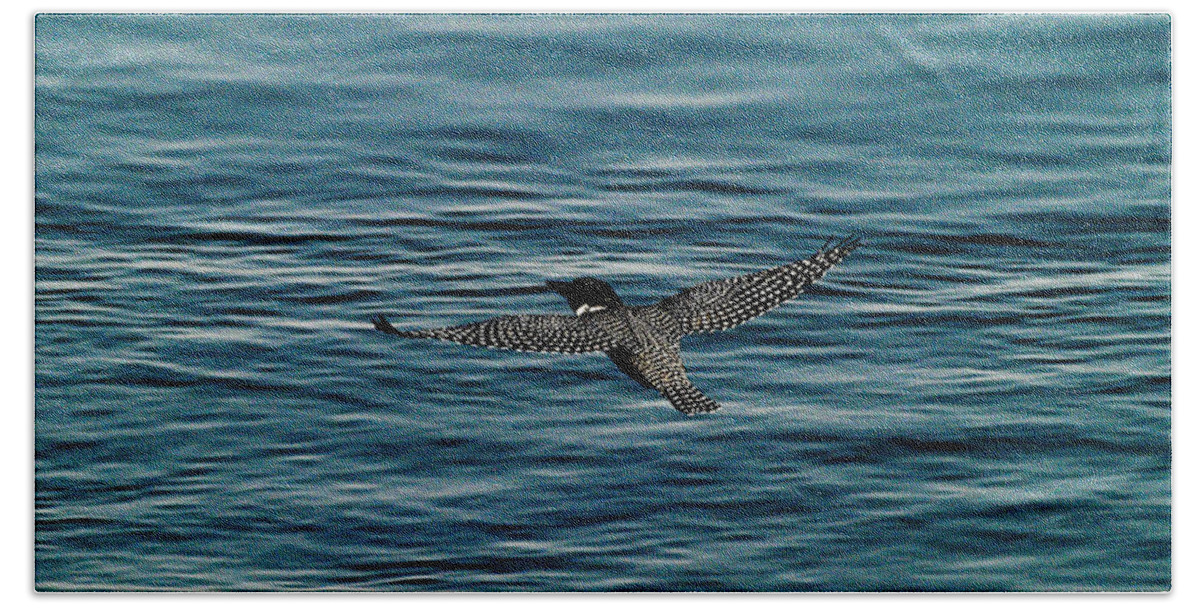 Action Beach Towel featuring the photograph Giant Kingfisher Flight by Alistair Lyne