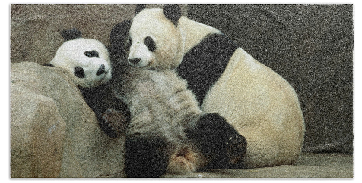 00117820 Beach Towel featuring the photograph Giant Panda and Her Cub by Zssd