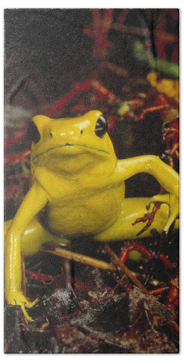 Mp Beach Towel featuring the photograph Golden Poison Dart Frog Phyllobates by Mark Moffett