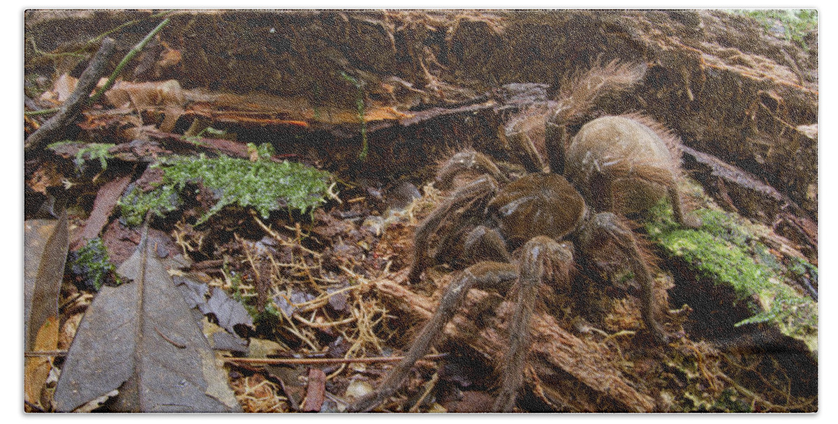 00479283 Beach Towel featuring the photograph Goliath Birdeating Spider Surinam by Piotr Naskrecki