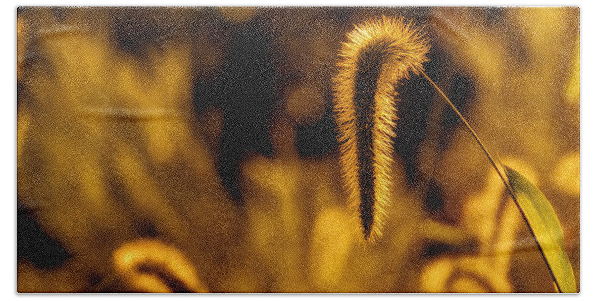 Da 18-135 Wr Beach Towel featuring the photograph Grass in Golden Light by Lori Coleman