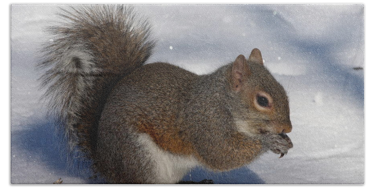 Gray Squirrel Beach Towel featuring the photograph Gray Squirrel On Snow by Daniel Reed
