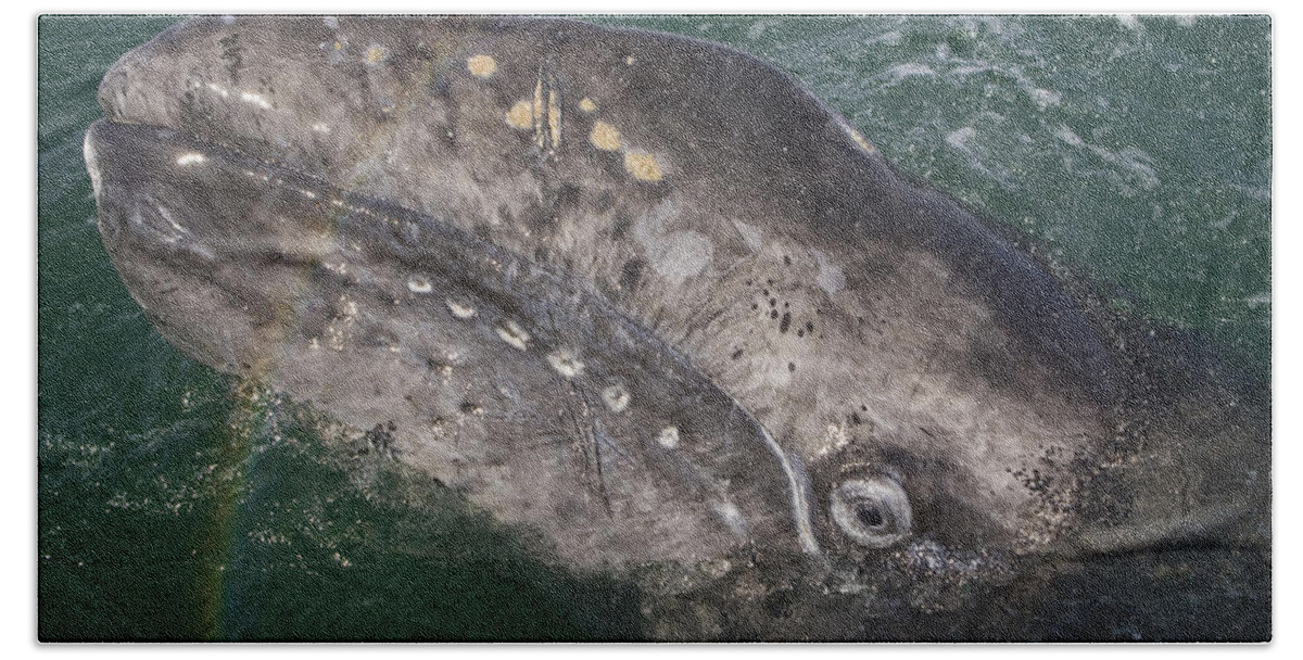 00429916 Beach Towel featuring the photograph Gray Whale Calf And Rainbow San Ignacio by Suzi Eszterhas