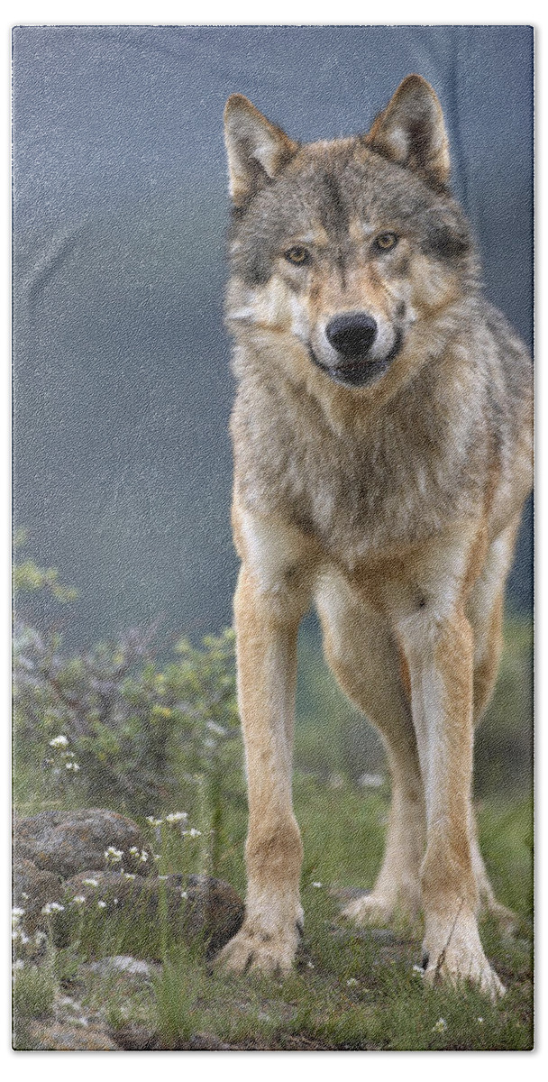 00176510 Beach Towel featuring the photograph Gray Wolf North America by Tim Fitzharris