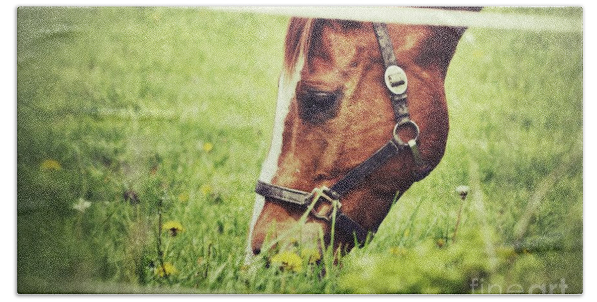 Horse Beach Sheet featuring the photograph Grazing by Traci Cottingham