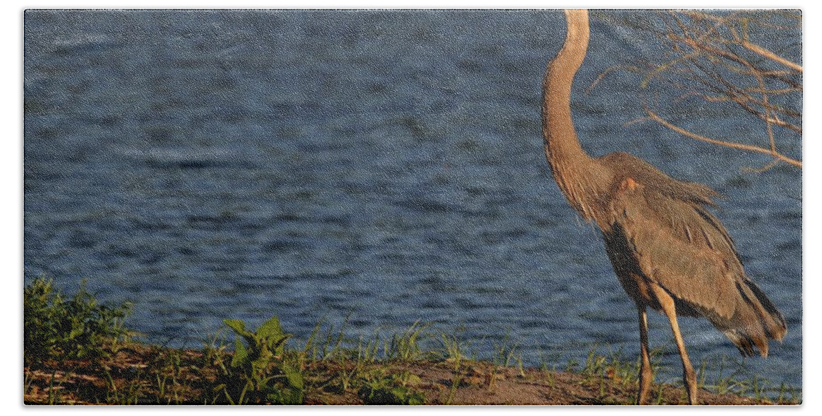 Heron Beach Towel featuring the photograph Great Blue Heron in the Evening Light by Sabrina L Ryan