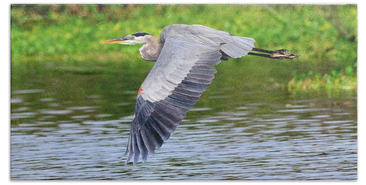 Great Beach Towel featuring the photograph Great Blue Heron Inflight by Bill Dodsworth