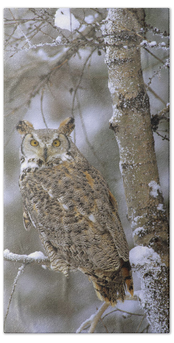 00170560 Beach Towel featuring the photograph Great Horned Owl In Its Pale Form by Tim Fitzharris