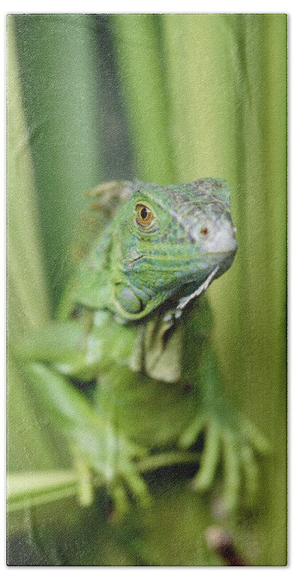 00173385 Beach Towel featuring the photograph Green Iguana Portrait Honduras by Tim Fitzharris