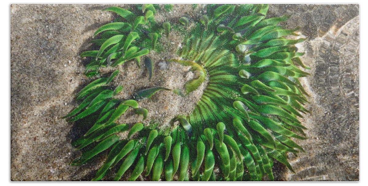 Sea Beach Sheet featuring the photograph Green Sea Anemone by Diana Hatcher