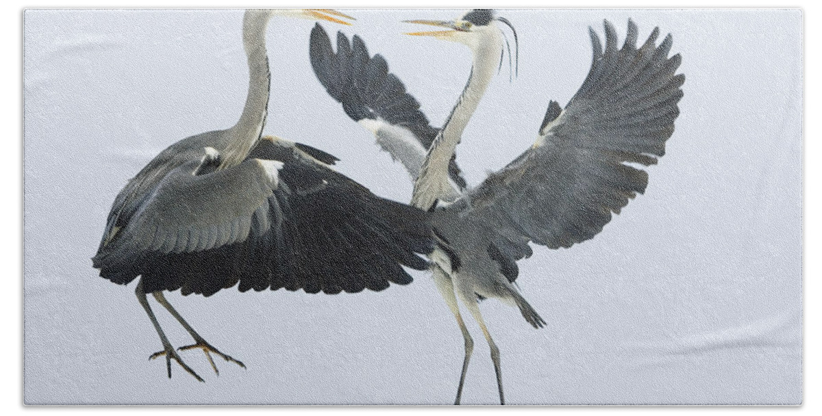 Mp Beach Towel featuring the photograph Grey Heron Ardea Cinerea Pair Fighting by Konrad Wothe