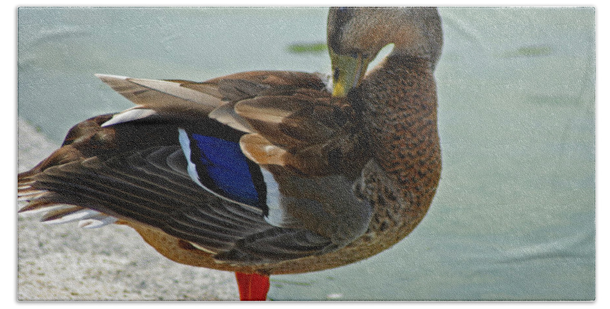 Nature Beach Towel featuring the photograph Grooming Mallard by La Dolce Vita