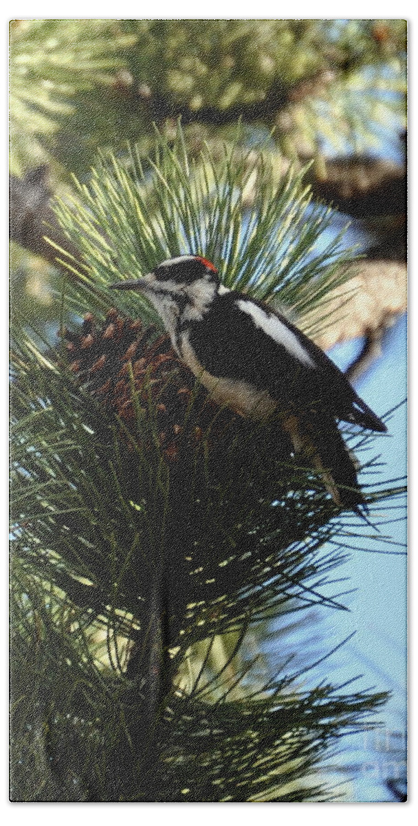 Woodpecker Beach Towel featuring the photograph Hairy Woodpecker on Pine Cone by Dorrene BrownButterfield