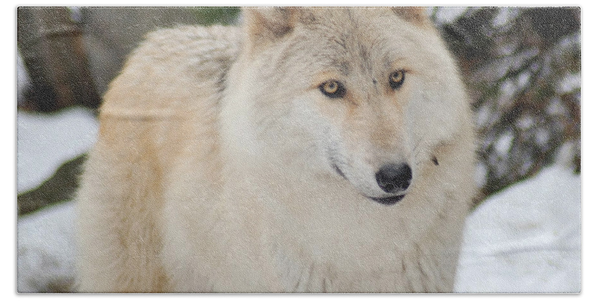 Wolf Beach Towel featuring the photograph Happy Wolf by Richard Bryce and Family