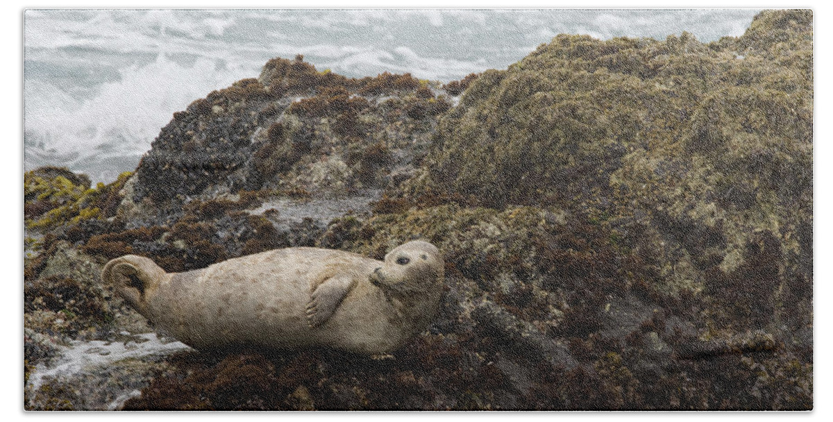 00429702 Beach Towel featuring the photograph Harbor Seal Point Lobos State Reserve by Sebastian Kennerknecht