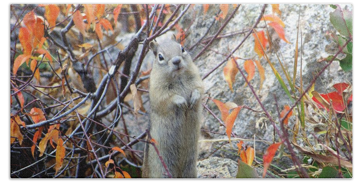 Ground Squirrel Beach Towel featuring the photograph Hey There by Dorrene BrownButterfield