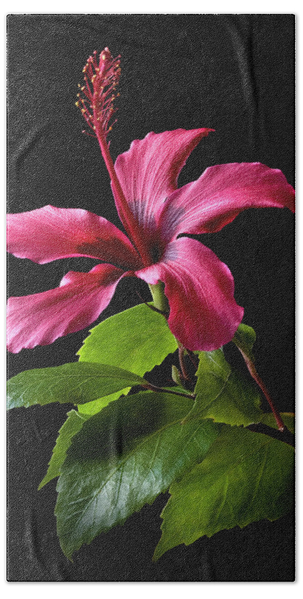 Flower Beach Towel featuring the photograph Hibiscus by Endre Balogh