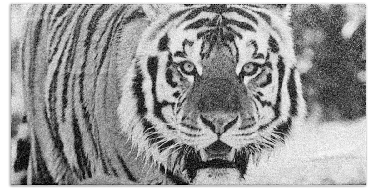 Tiger Beach Towel featuring the photograph His Majesty - BW by Scott Pellegrin