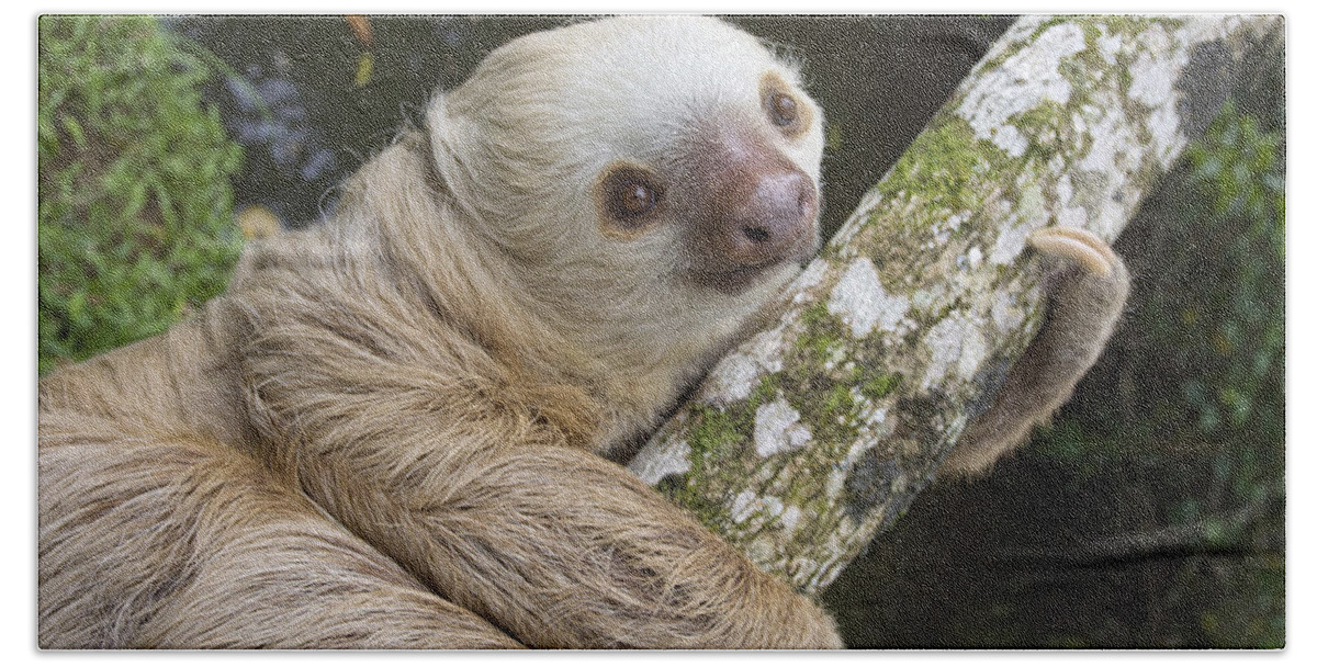 00456386 Beach Towel featuring the photograph Hoffmanns Two-toed Sloth Costa Rica by Suzi Eszterhas