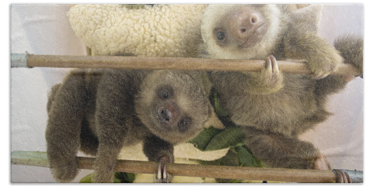 00456395 Beach Towel featuring the photograph Hoffmanns Two-toed Sloth Orphaned Babies by Suzi Eszterhas