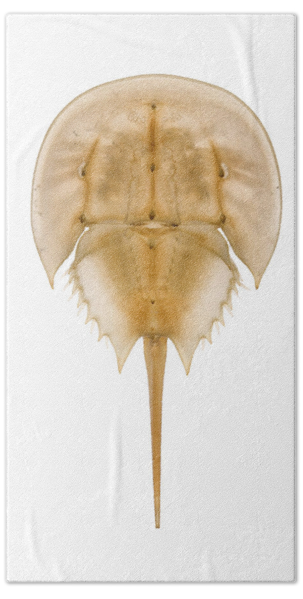 00476975 Beach Towel featuring the photograph Horseshoe Crab Shed Skin Delaware by Piotr Naskrecki