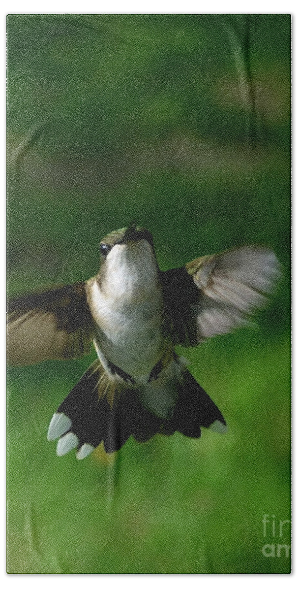 Color Photography Beach Sheet featuring the photograph Hovering Hummingbird by Sue Stefanowicz