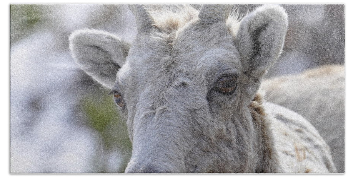 Mountain Sheep Beach Towel featuring the photograph How Close Is Too Close by Dorrene BrownButterfield