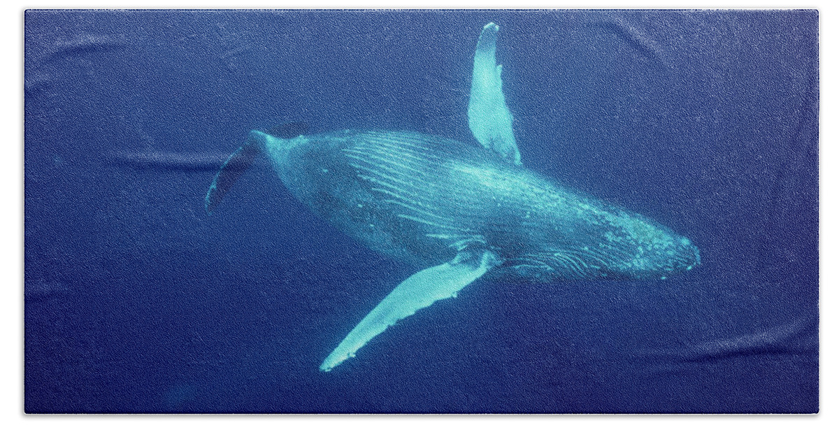 00079935 Beach Towel featuring the photograph Humpback Whale Underwater Hawaii by Flip Nicklin