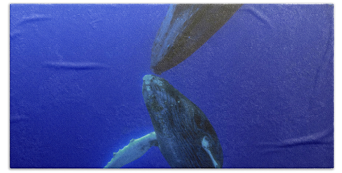 00999160 Beach Towel featuring the photograph Humpback Whale Yearling And Mother Maui by Flip Nicklin
