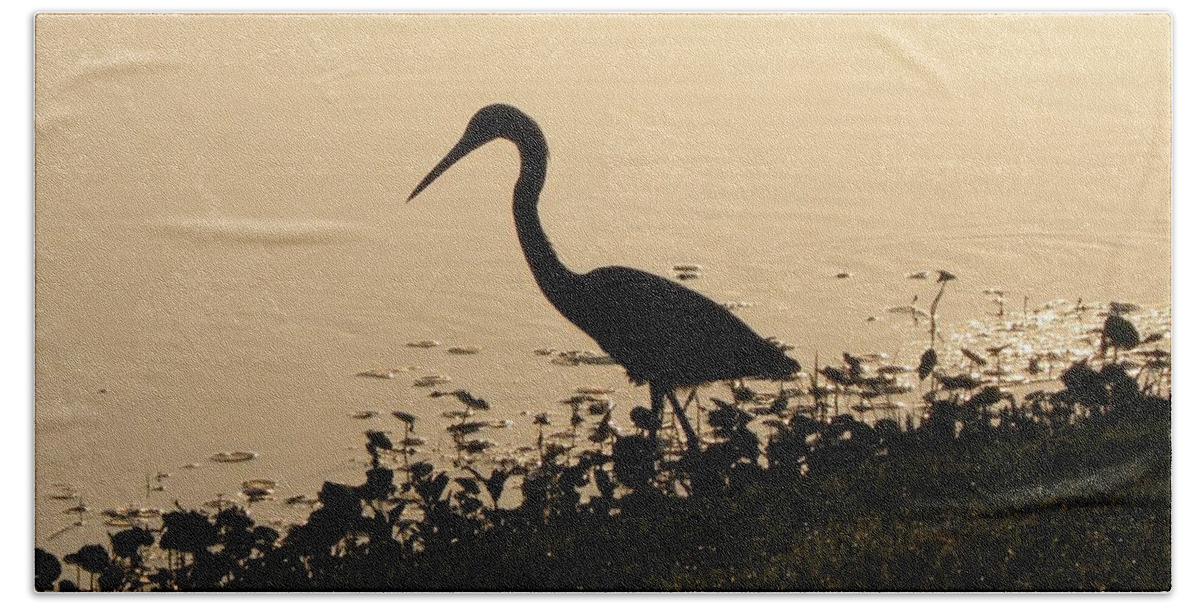 Crane Beach Towel featuring the photograph Hunting At Sunset by Kim Galluzzo Wozniak