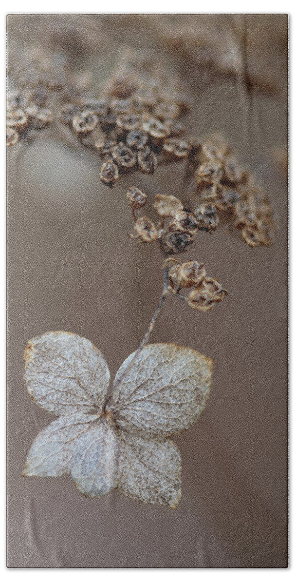 Plant Beach Towel featuring the photograph Hydrangea arborescens Dry Flower Head In Winter by Daniel Reed