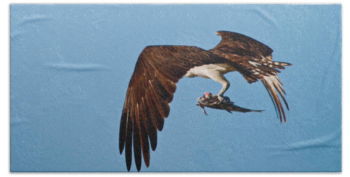 Osprey Beach Towel featuring the photograph I Picked Up Take-Out by Christine Stonebridge