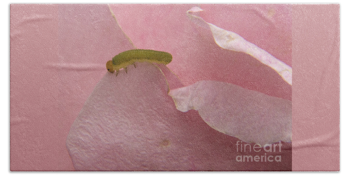 Inchworm Beach Towel featuring the photograph Inchworm on Pink Rose by Darleen Stry