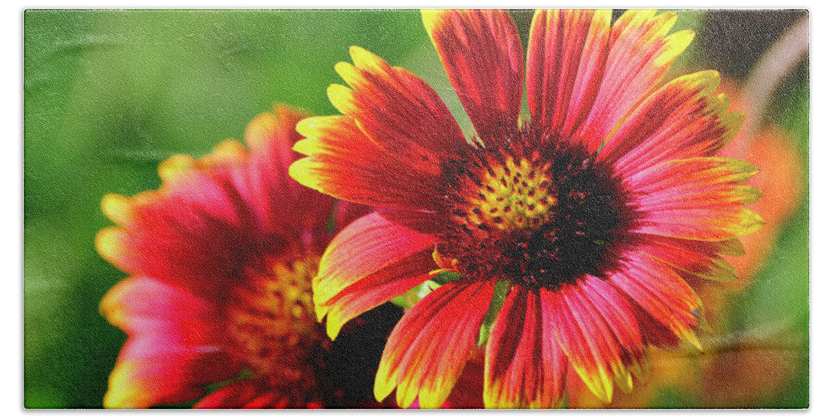 Flower Beach Sheet featuring the photograph Indian Blanket by Bill Dodsworth