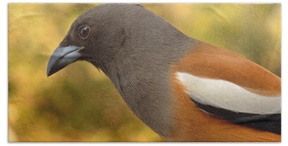 3003 Beach Towel featuring the photograph Indian Treepie. A portrait. by Fotosas Photography