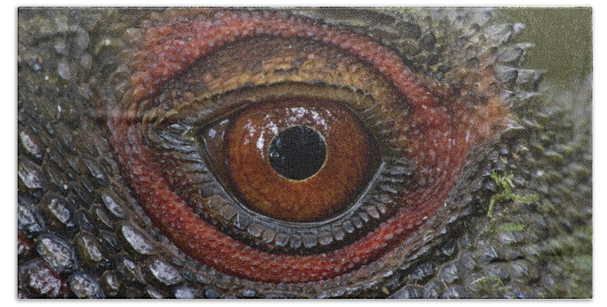 00477077 Beach Towel featuring the photograph Indonesian Forest Dragon Eye Papua New by Piotr Naskrecki
