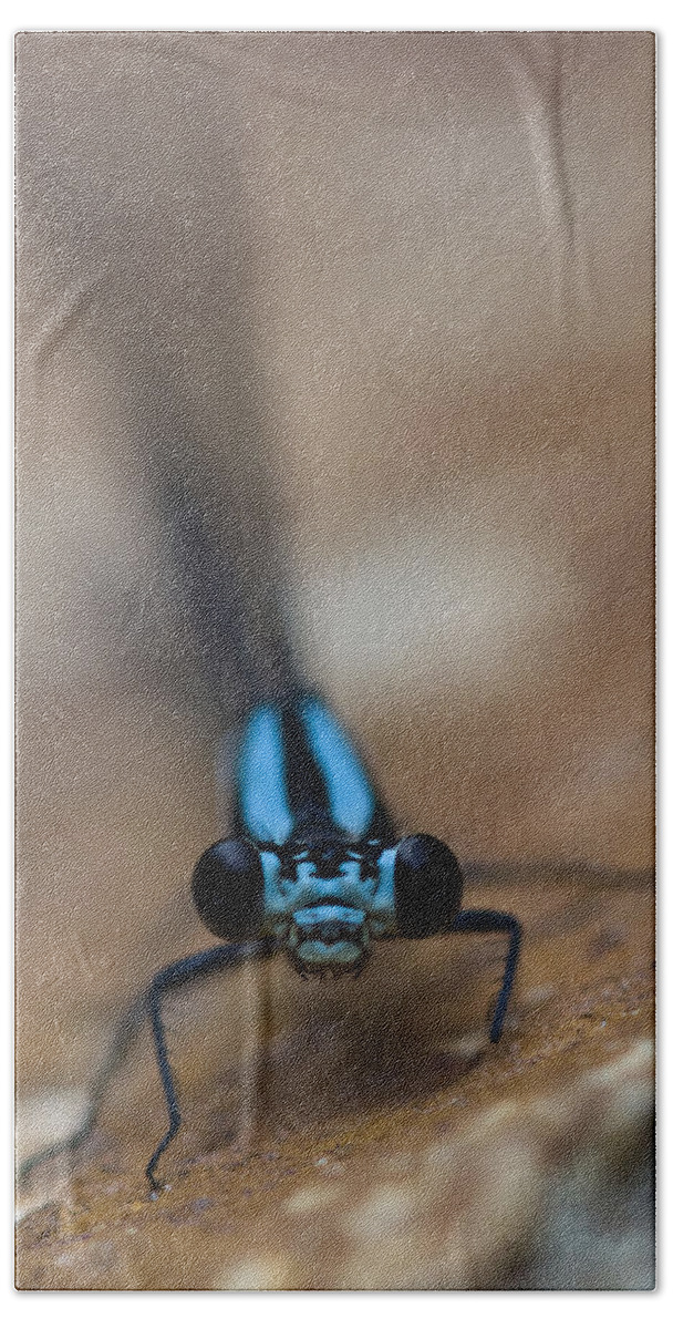 Damselfly Beach Towel featuring the photograph Inquisitive by Rob Hemphill