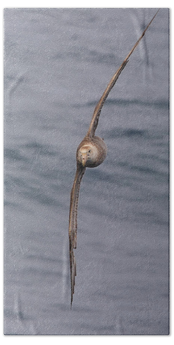 Southern Giant Petrel (macronectes Giganteus) Beach Towel featuring the photograph Into The Wind by Tony Beck