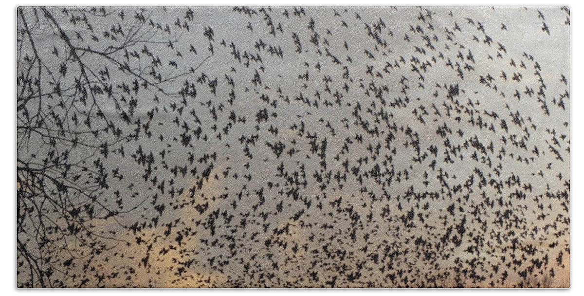 Starlings Beach Towel featuring the photograph Invasion Of The Birds by Kim Galluzzo Wozniak