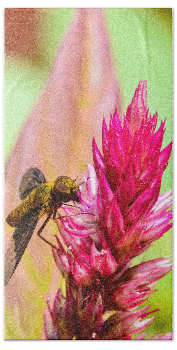 Insect Beach Towel featuring the photograph Iridescent Gold by David Waldo