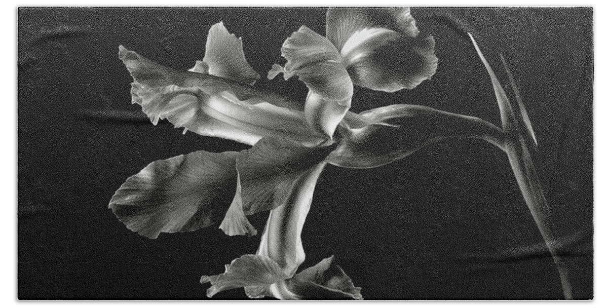 Flower Beach Towel featuring the photograph Iris in Black and White by Endre Balogh