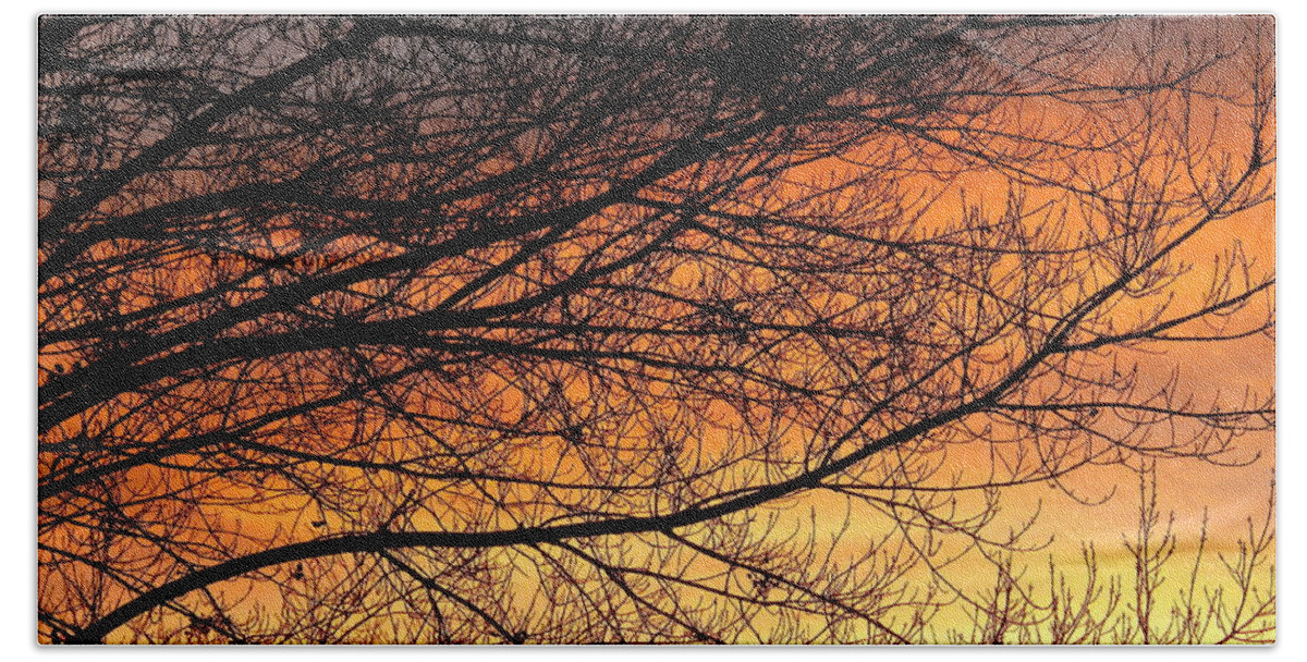 Tree Beach Towel featuring the photograph January Morning by Diana Hatcher