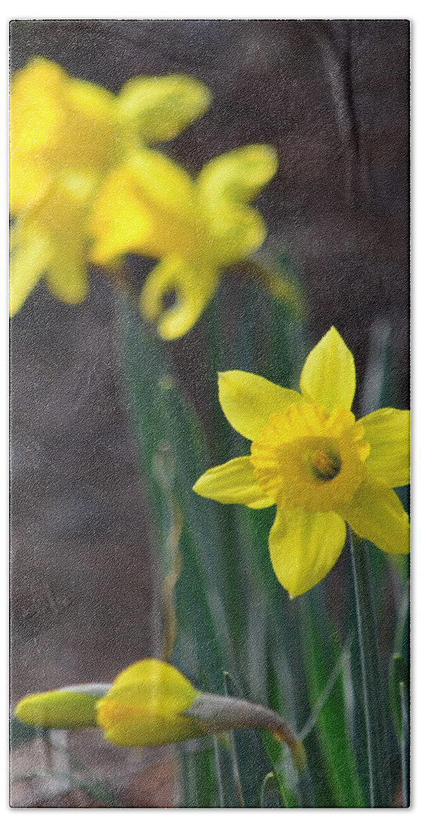 Daffodil Beach Towel featuring the photograph Just Have To Be Different by Sandi OReilly