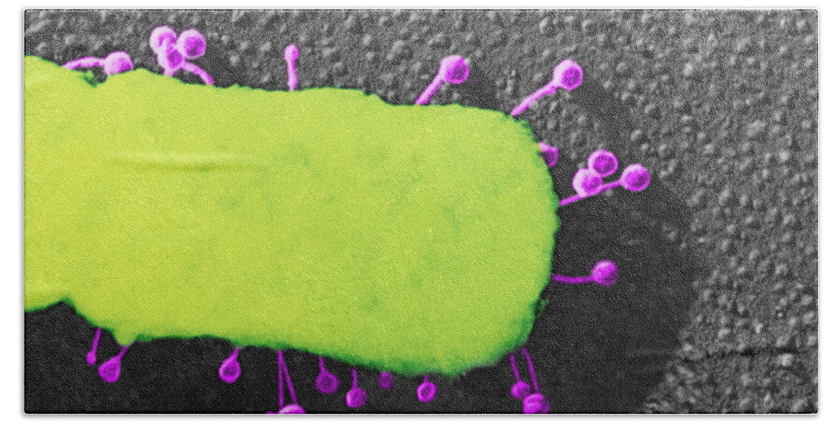 Bacteria Beach Towel featuring the photograph Lambda Phage On E. Coli by Science Source